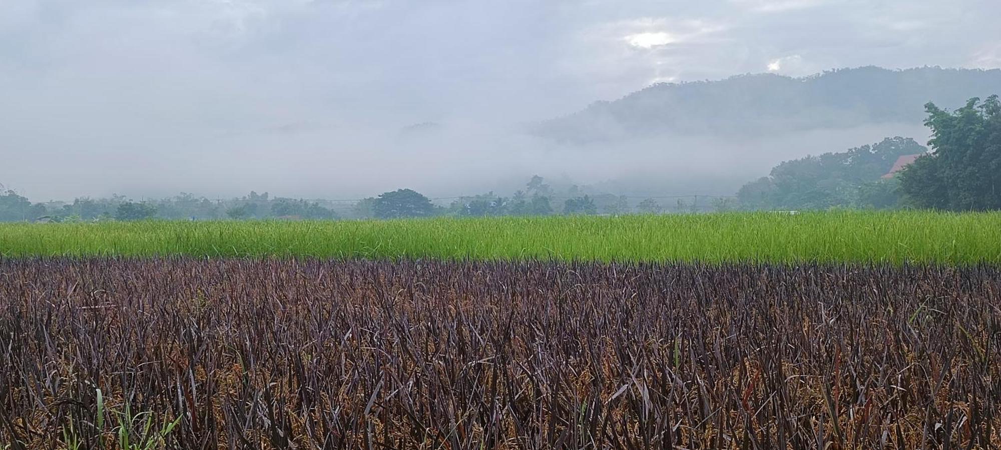 Kaewma Farmstay Khuang Kom Habitación foto
